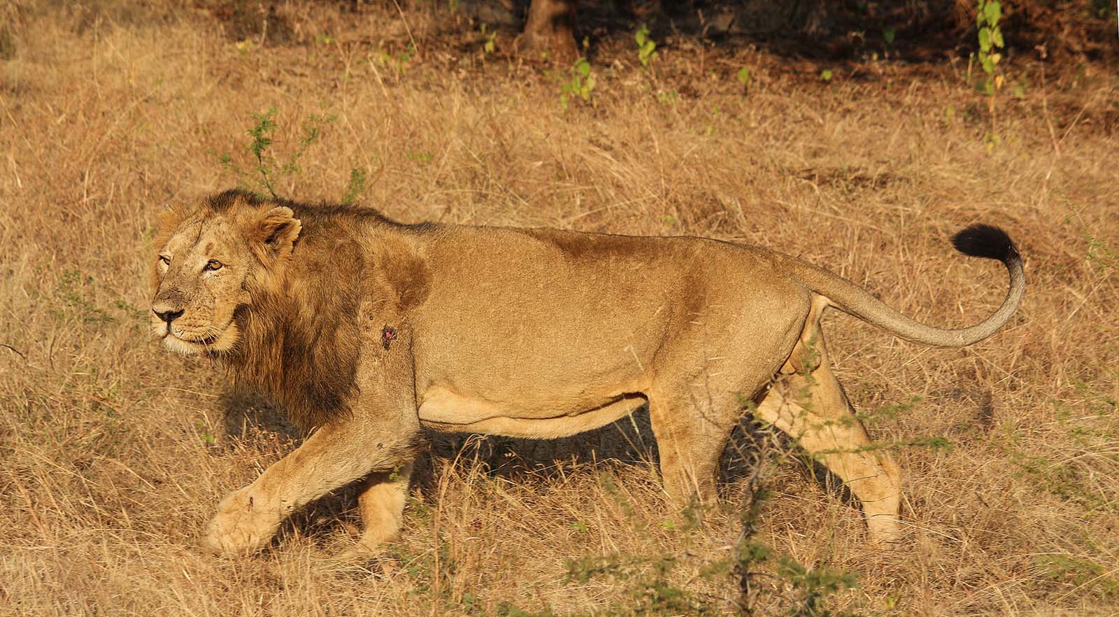 Gujarat - Asiatic Lion